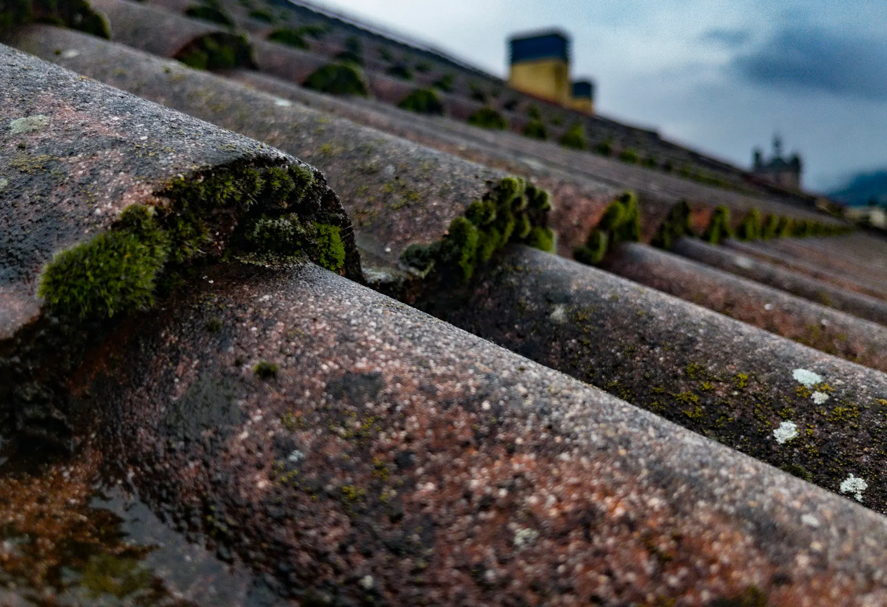 Thick moss growing between the ridges of wet concrete roof tiles