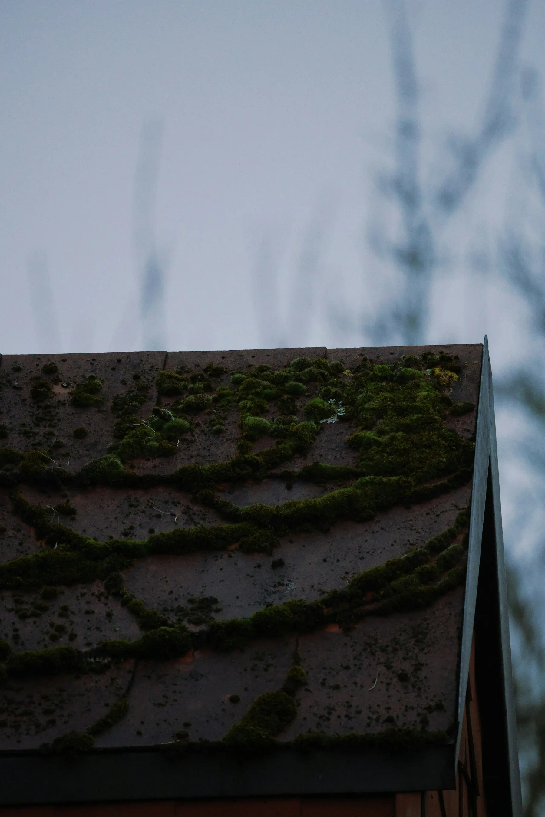 Cushions of moss growing along the courses of a dark tiled roof